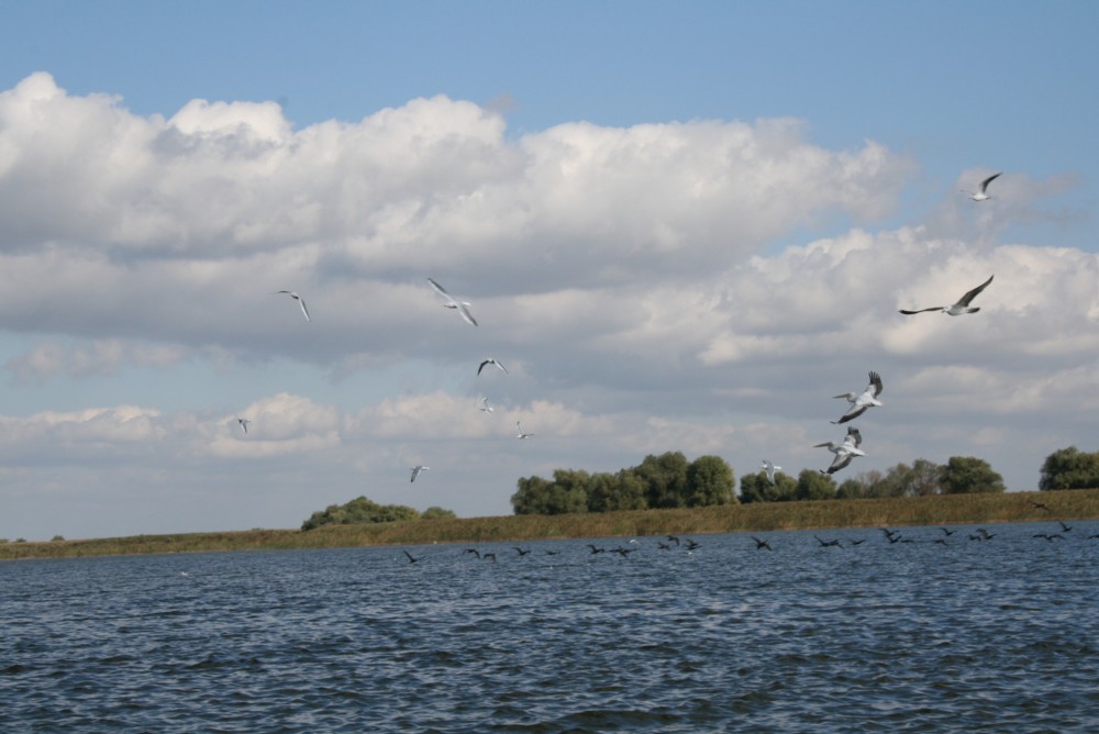Urlaub im Donaudelta: Pelikane im Flug über einen See im Donaudelta