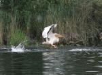 Pelikan im Flug Pelikan im Flug