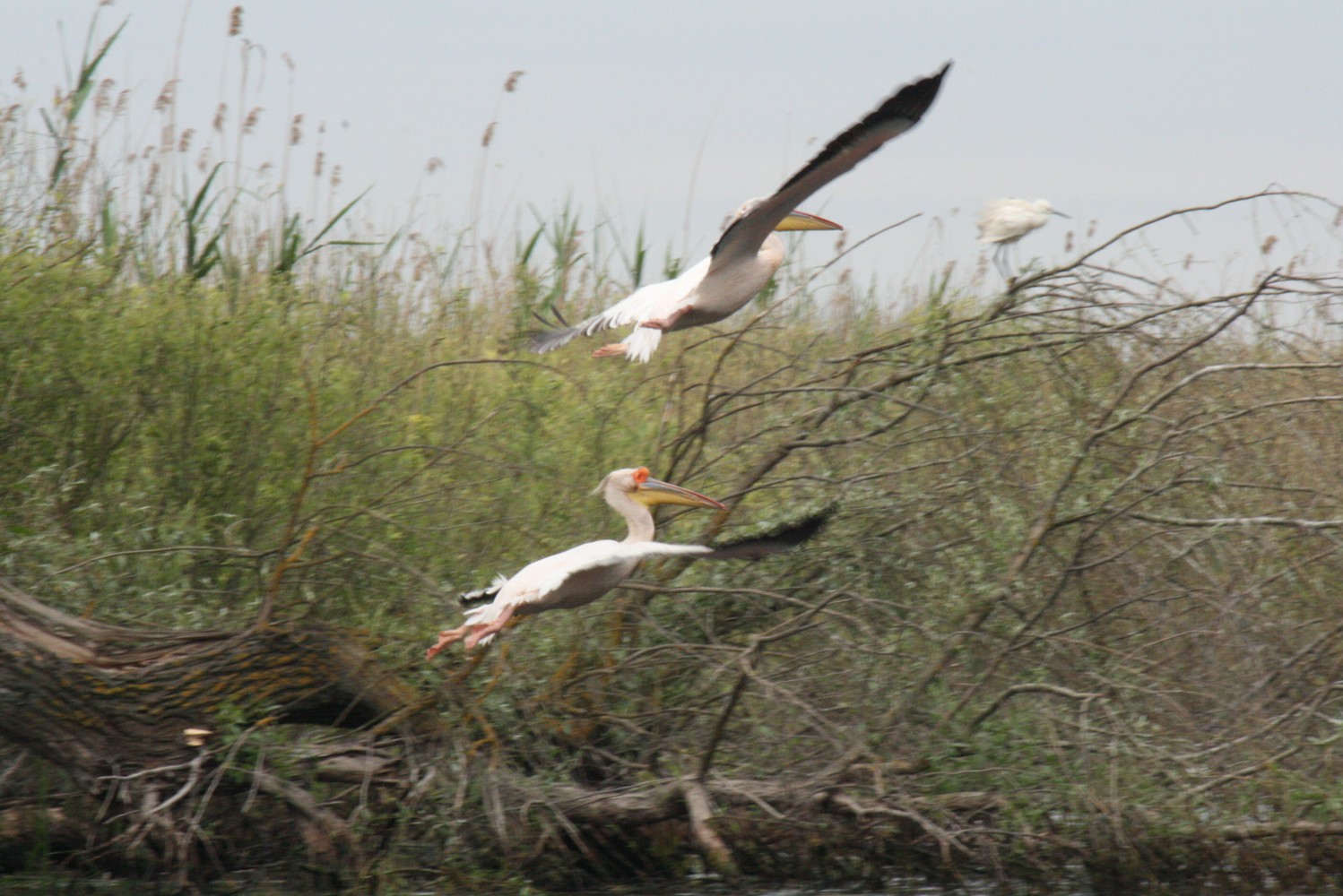 2 Pelikane im Flug - im Donaudelta