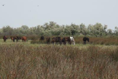 Die wilden Pferde vom Donaudelta.