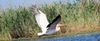 Foto: Im Donaudelta - Pelikan im Flug - Urlaub in Mila 23
